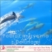 Podr� muzyczna ze �piewem delfin�w